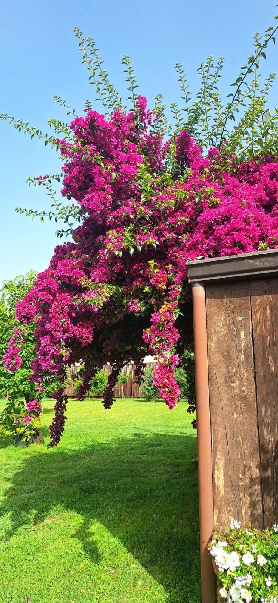 Villa Lucilla Altavilla Silentina エクステリア 写真